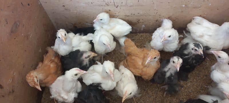 BLACK/WHITE/GOLDEN COCHIN CHICKS (BUFF) 14