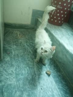 Persian Double coat Cat available