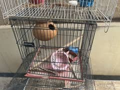 birds/hens cages for sale 0
