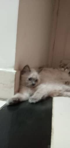Persian Kittens for sale 0