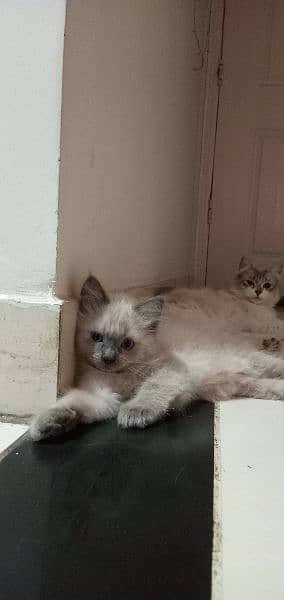 Persian Kittens for sale 1