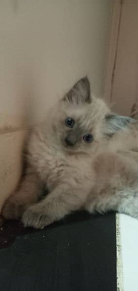 Persian Kittens for sale 2