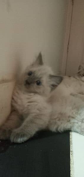 Persian Kittens for sale 3