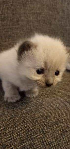 Persian Kittens for sale 4