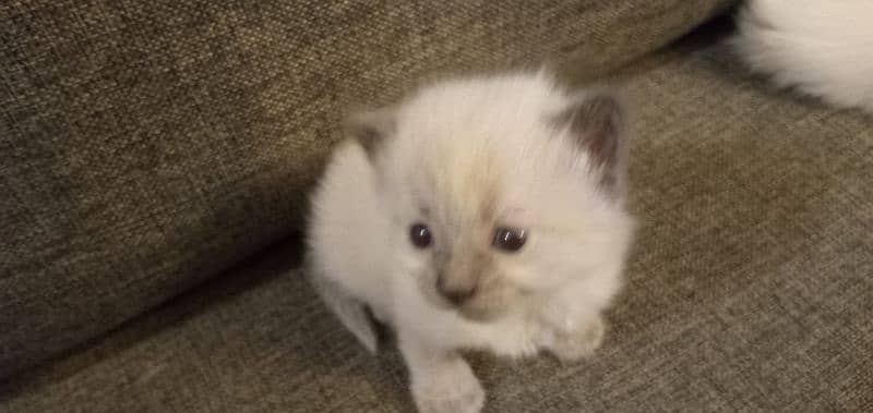 Persian Kittens for sale 6