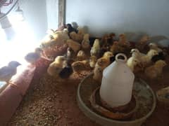 Chicks For sale