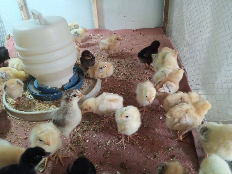 Chicks For sale 2