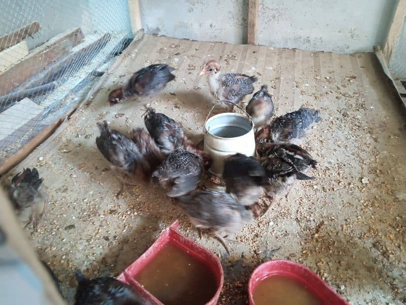 Chicks For sale 3
