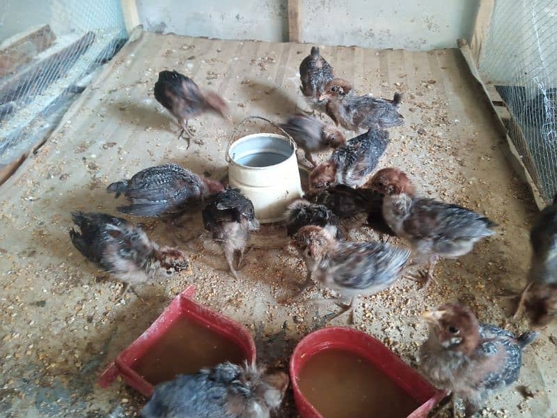 Chicks For sale 4
