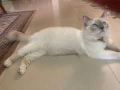 lilac Birman cat, sacred cat, imported