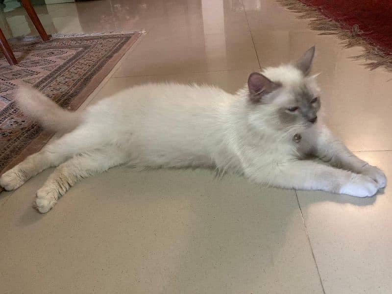 lilac Birman cat breed, sacred cat, imported 1