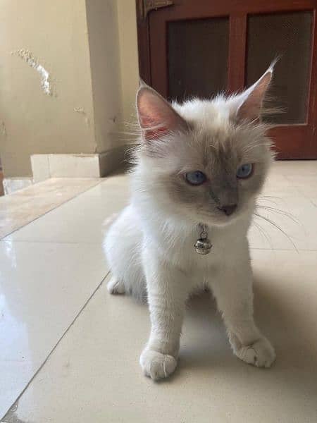 lilac Birman cat breed, sacred cat, imported 2