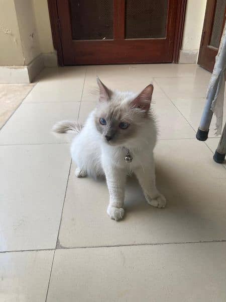 lilac Birman cat breed, sacred cat, imported 4