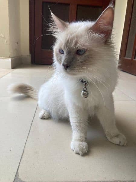 lilac Birman cat breed, sacred cat, imported 5