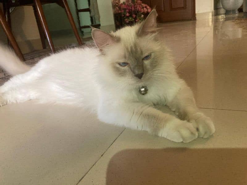 lilac Birman cat breed, sacred cat, imported 6