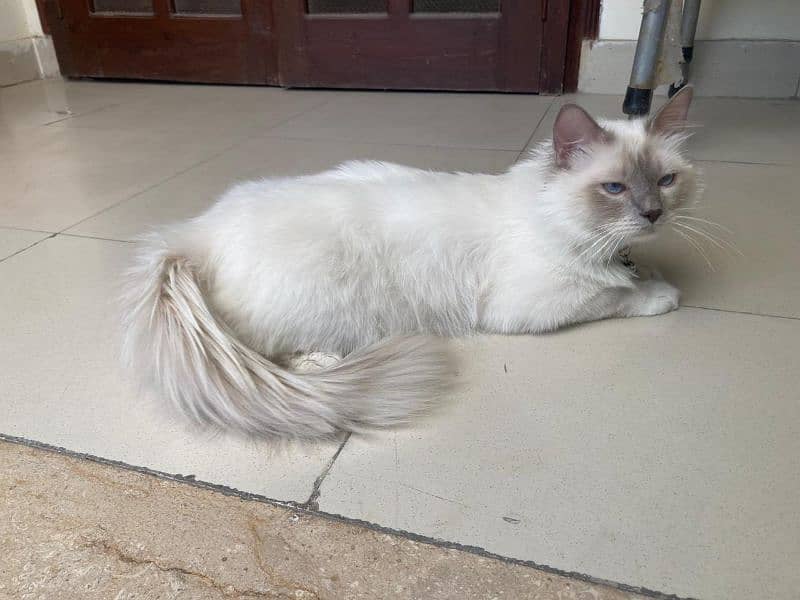 lilac Birman cat breed, sacred cat, imported 7