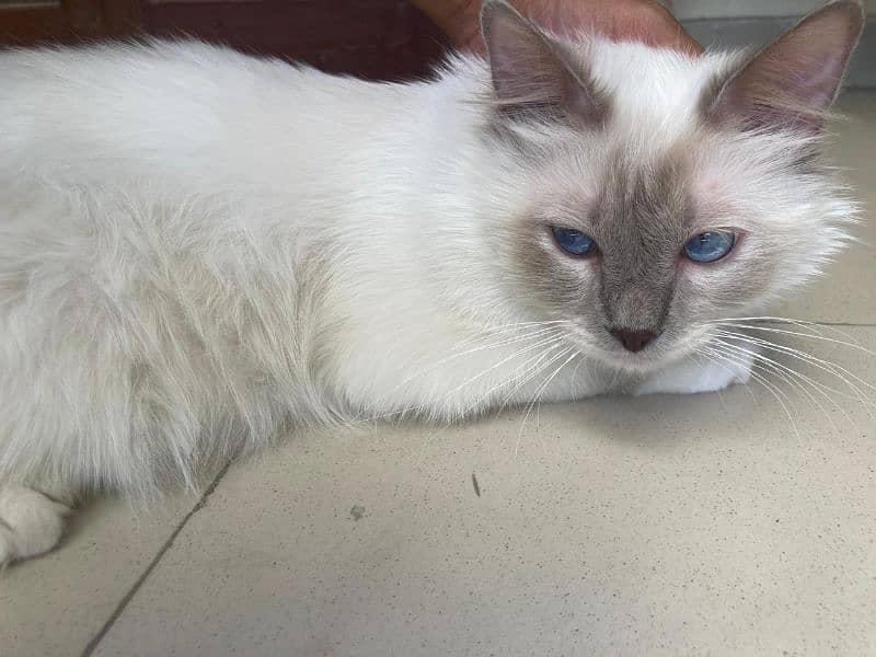 lilac Birman cat breed, sacred cat, imported 8