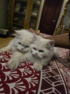 punchface persian male and female 0