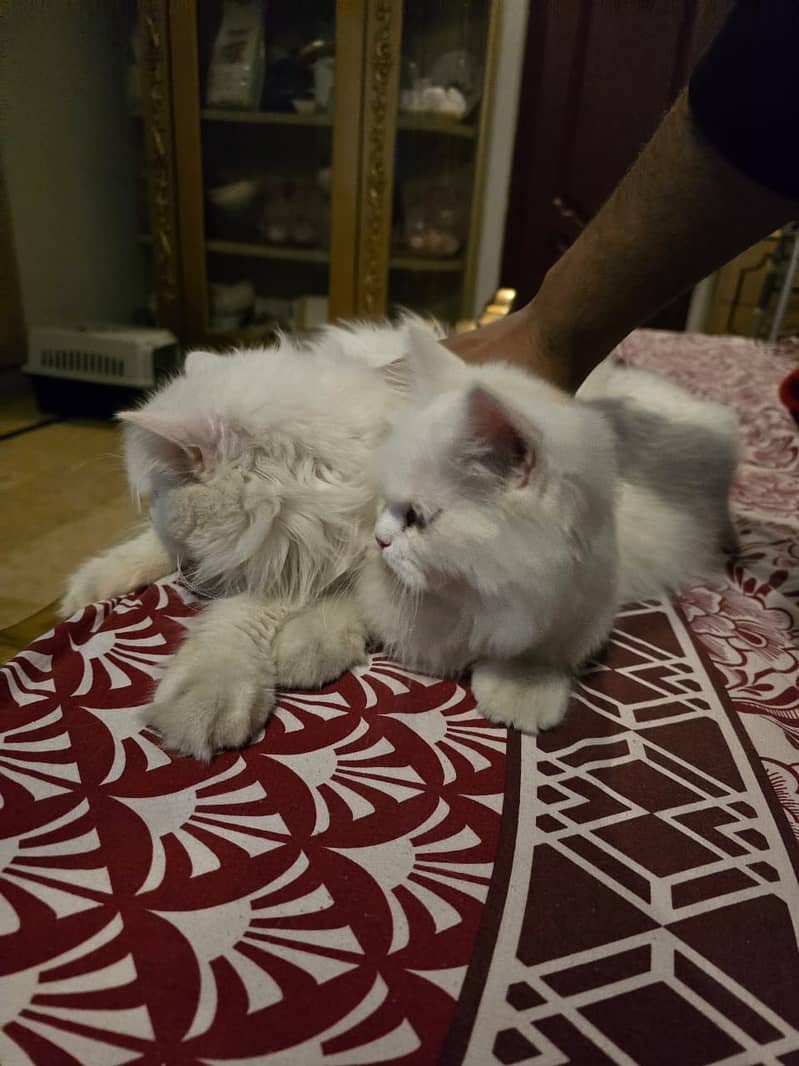 punchface persian male and female 1