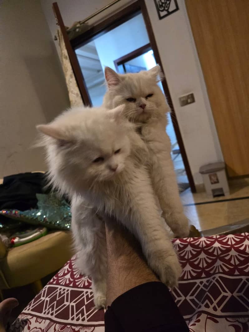 punchface persian male and female 3