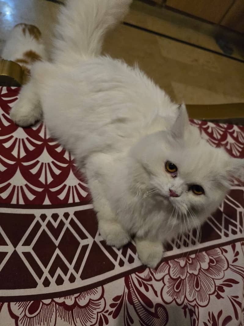punchface persian male and female 4