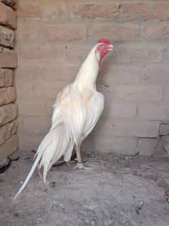 quality white Heera aseel for sale