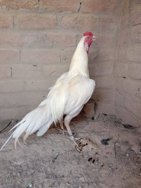 quality white Heera aseel for sale 1