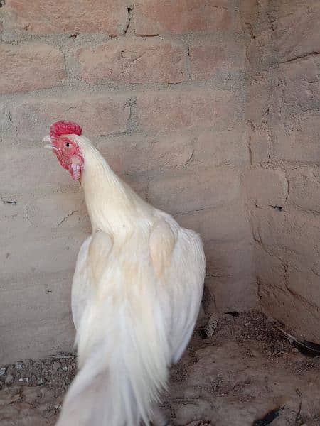 quality white Heera aseel for sale 2