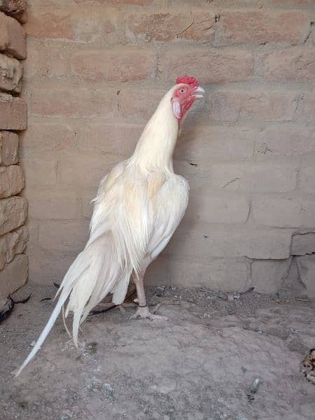 quality white Heera aseel for sale 3