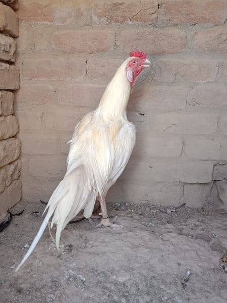 quality white Heera aseel for sale 4