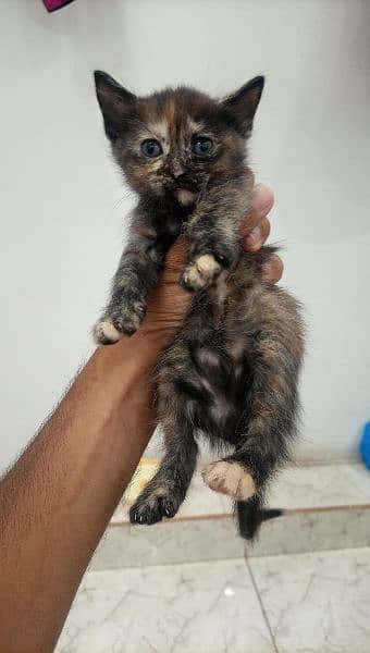 Persian Kittens 6