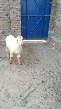 botha male for sale