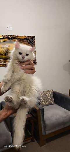 long fur persian kittens white colour