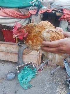 Golden Misri hens For sale egg laying