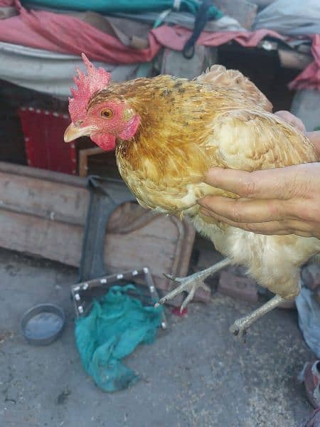 Golden Misri hens For sale egg laying 1