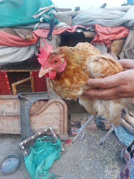 Golden Misri hens For sale egg laying 3