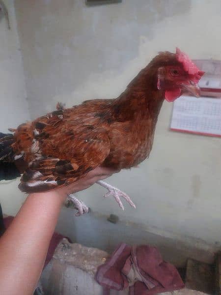 Golden Misri hens For sale egg laying 7