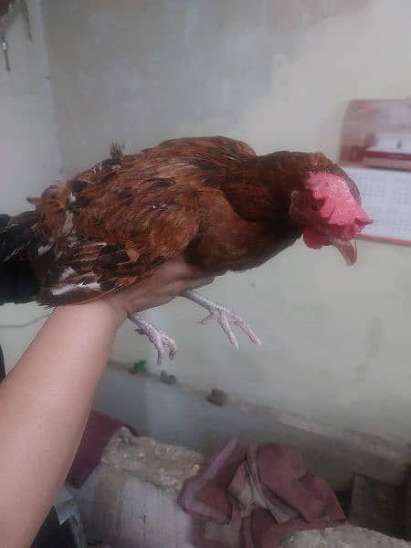 Golden Misri hens For sale egg laying 8
