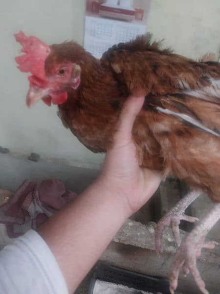 Golden Misri hens For sale egg laying 9