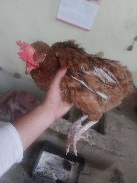 Golden Misri hens For sale egg laying 10