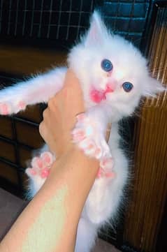 Pure Persian doll face kitten