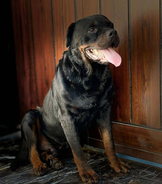 rottweiler pedigree microchipped 1