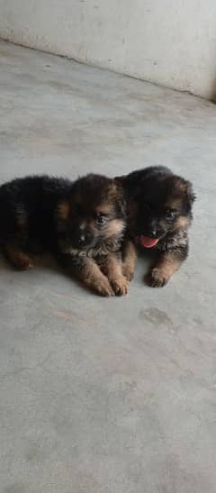German shepherd puppyies / Pair puppy for sale