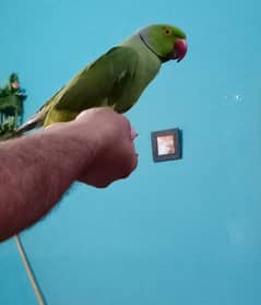 Green Ringneck Parrot Hand Tamed