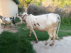 cow for sale for qurbani 0
