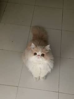 Top Quality Piki peke peki Male Persian Kitten/cat