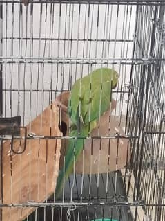 green parrot human domestic friendly