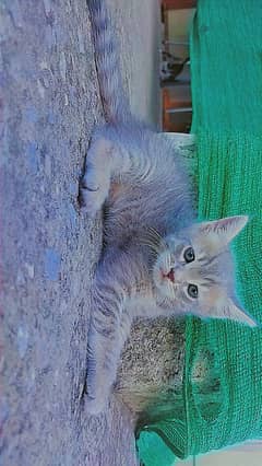 Persian Gray kitten for sale 0