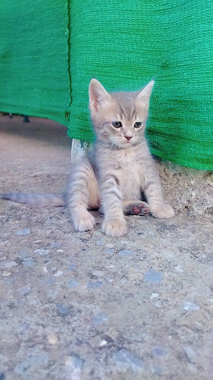 Persian Gray kitten for sale 1