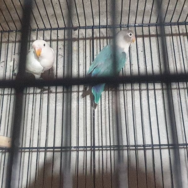 love bird, Green fesher,blue feshri, Albino, lutino 1